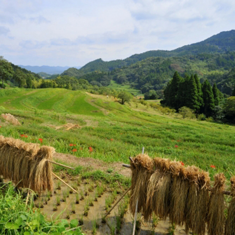 大山千枚田