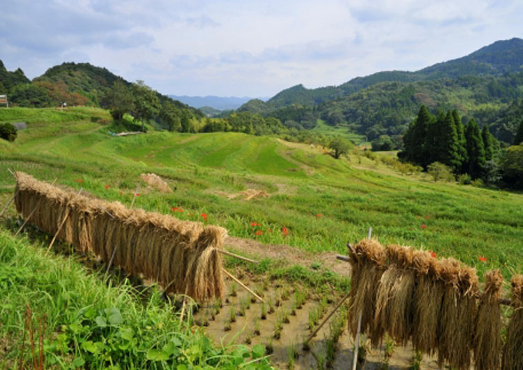 大山千枚田_L