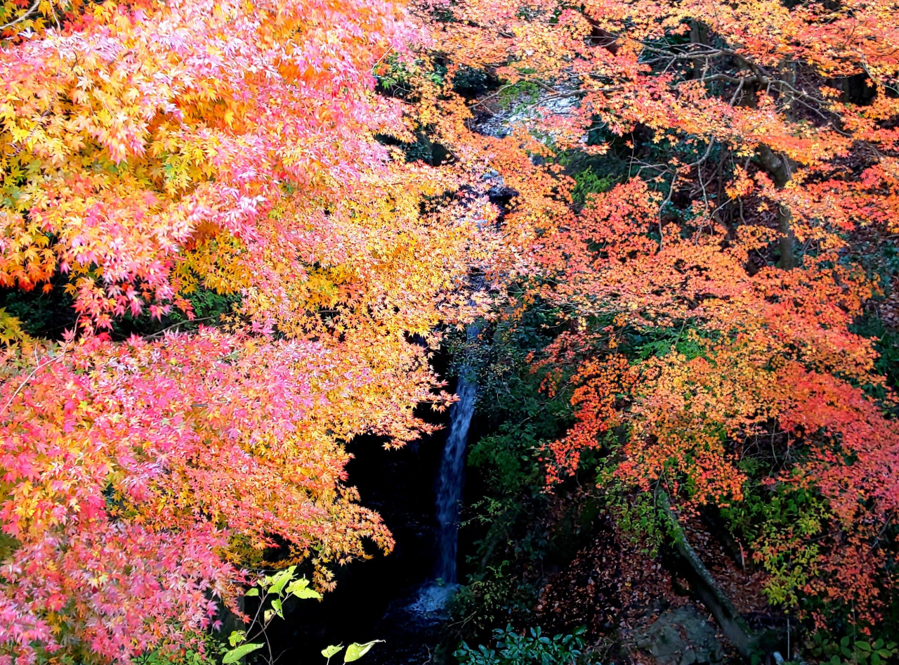 【富津市】もみじロードの紅葉