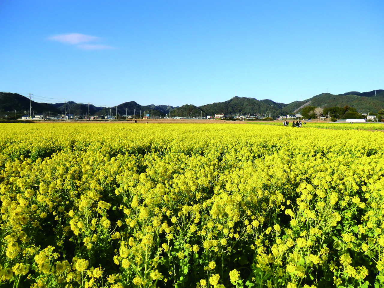 【鴨川市】菜な畑ロード2026