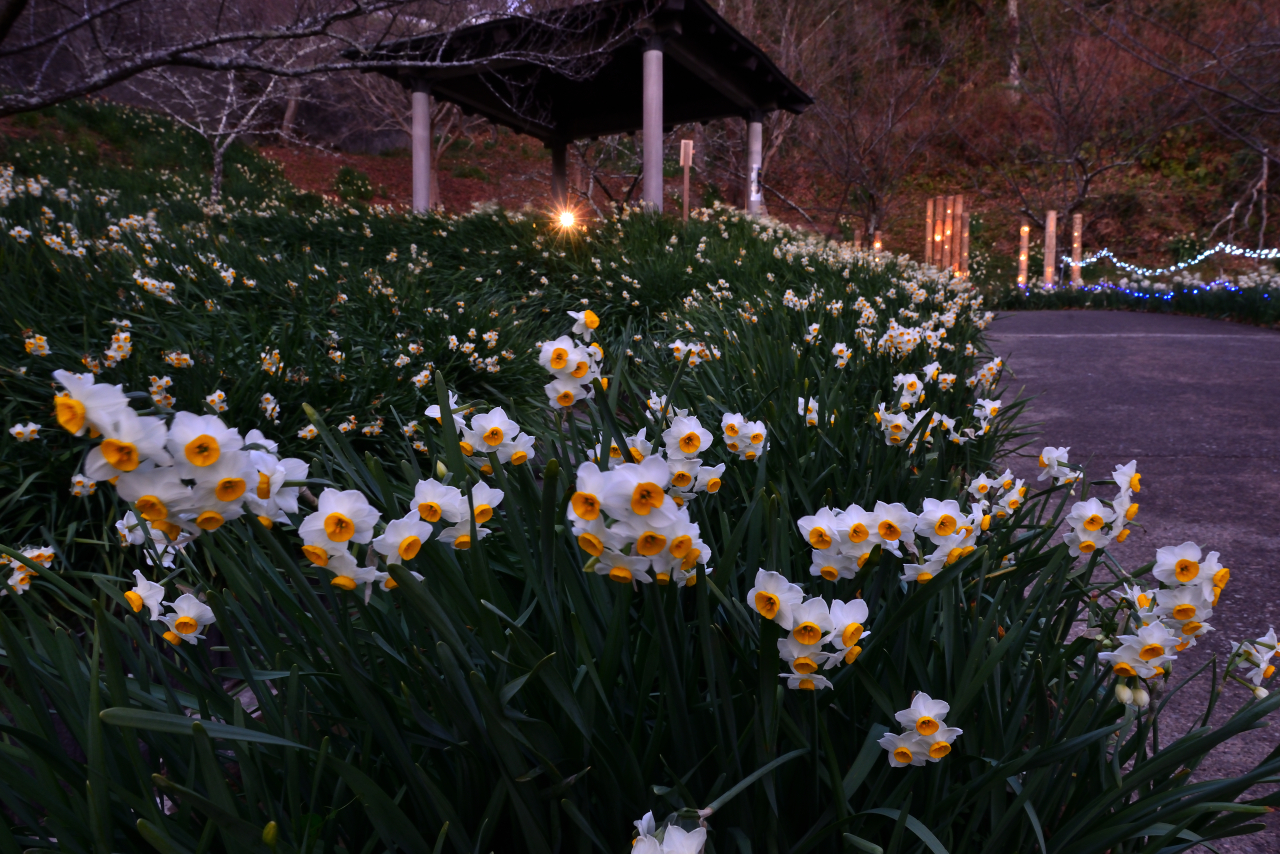 【鋸南町】水仙まつり