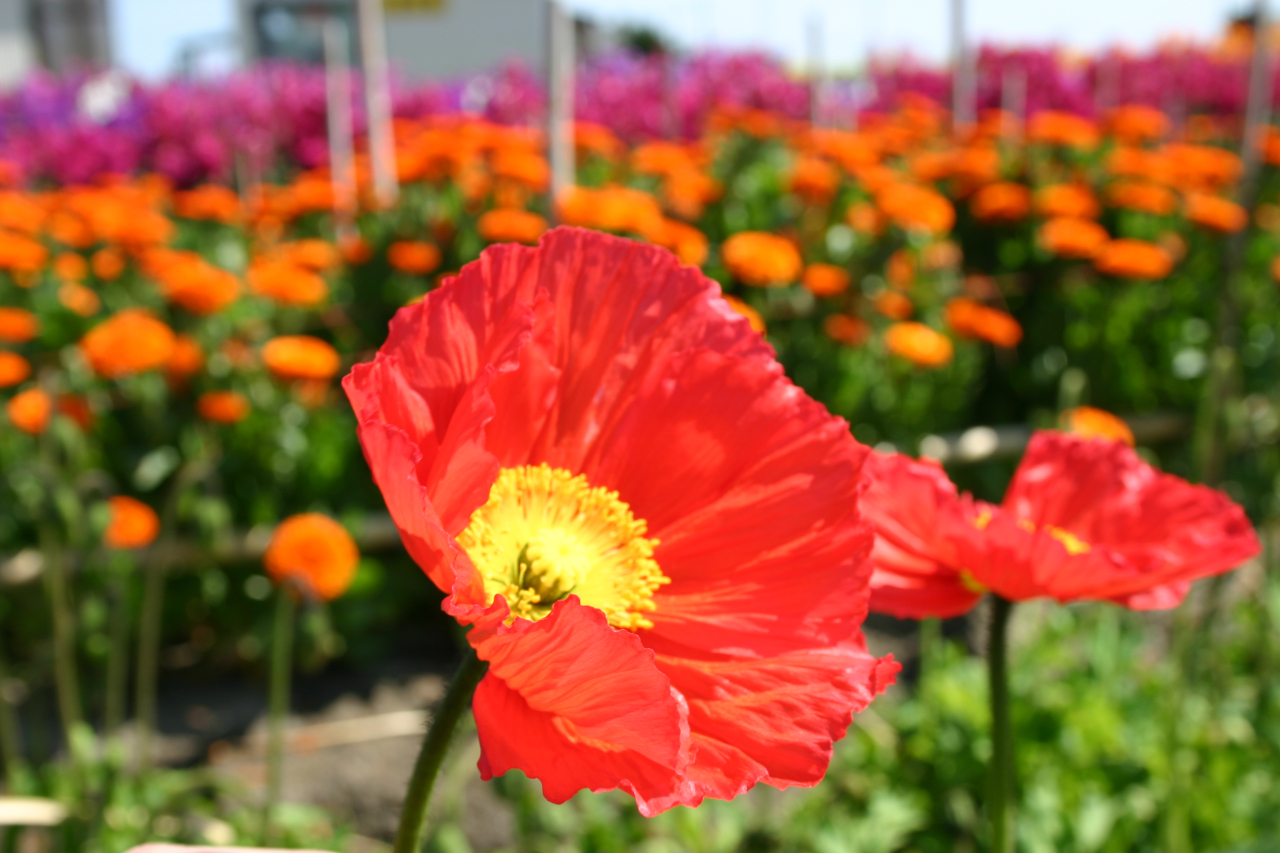 【南房総市】白間津・千田のお花畑
